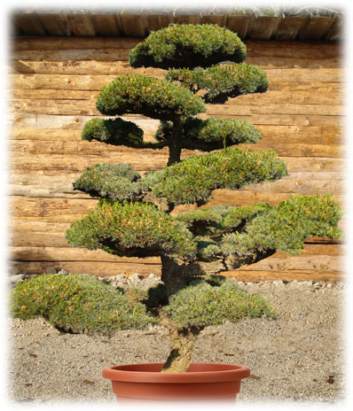 Bonsaï d'extérieur Pinus Pentaphylla